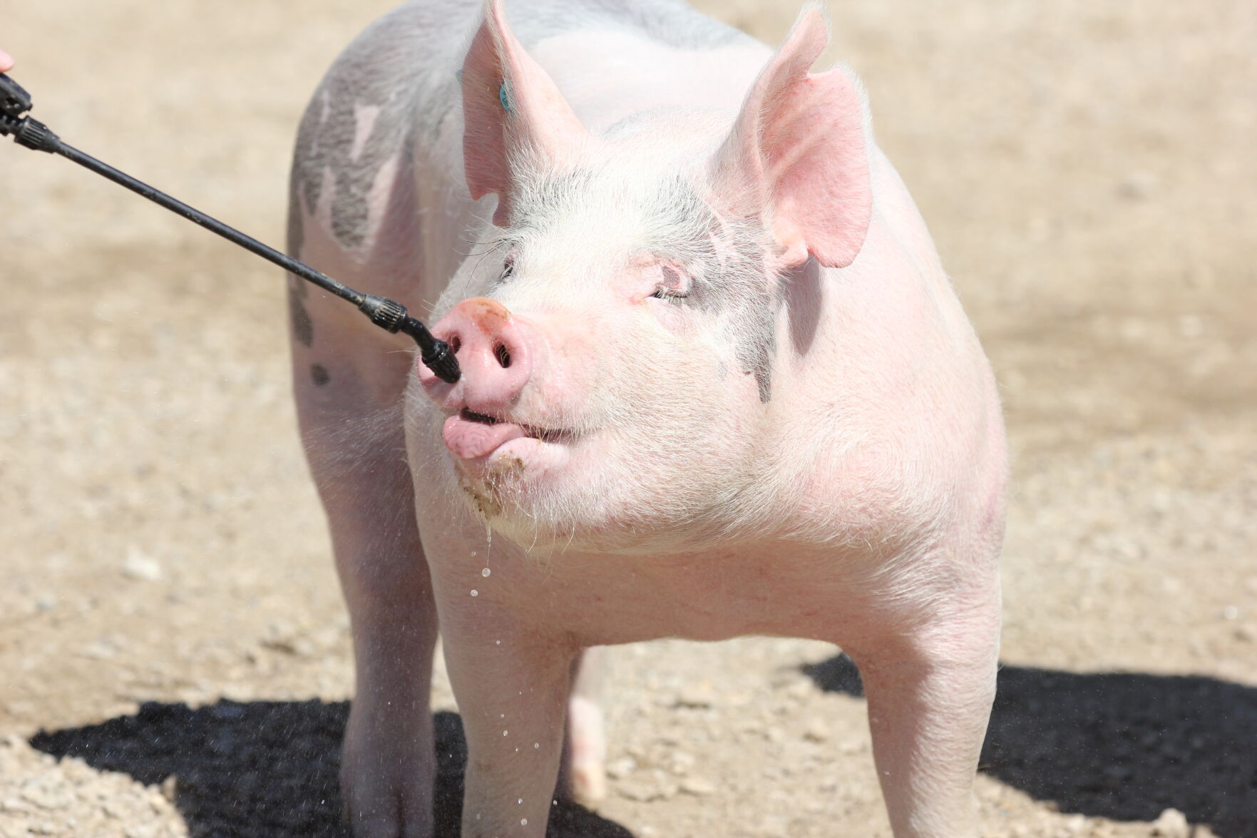 Thirsty Pig.JPG